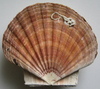 Pecten maximus   (Linnaeus, 1758) 
