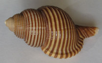 Linatella succincta, (Linné, 1771)