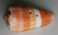 Conus barthelemyi, Bernardi, 1861