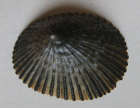 Cellana sandwicensis  (Pease, 1861)