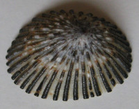  Cellana sandwicensis 1) (Pease, 1861)