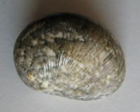 Nerita polita, Linnaeus, 1758 