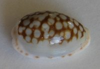 Cypraea esontropia francescoi, (Lorenz, 2002) 