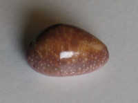 Cypraea poraria 2)  Linné, 1758