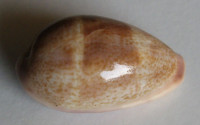 Cypraea walkeri surabajensis, Schilder, 1937