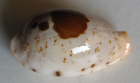 Cypraea saulae 1)  Gaskoin, 1843