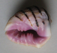 Drupa iodostoma   (Lesson, 1840)