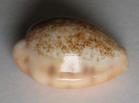 Cypraea coloba 1)  Melvill, 1888