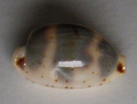 Cypraea ursellus, Gmelin, 1791