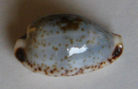 Cypraea oweni vasta 1)  (Schilder, 1938)