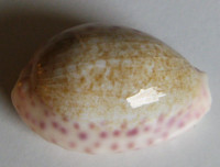 Cypraea chinensis variolaria Lamarck, 1810