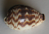 Cypraea diluculum, Reeve, 1845