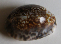 Cypraea depressa gillei,  Jousseaume, 1893
