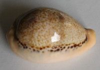 Cypraea hungerfordi, 1) Sowerby, 1888
