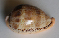 Cypraea hungerfordi  Sowerby, 1888
