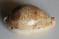Cypraea hungerfordi,  Sowerby, 1888