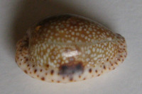 Cypraea nebrites  Melvill, 1888