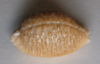 Cypraea nucleus Linnaeus, 1758