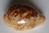Cypraea achatidea inopinata, Schilder, 1939  
