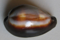 Cypraea onyx  Lamarck, 1810  