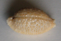 Cypraea nucleus 2) Linnaeus, 1758