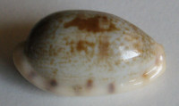 Cypraea pellucens, Melvill, 1888
