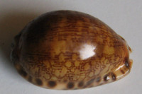 Cypraea arabica , Linnaeus, 1758 	