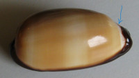 Cypraea talpa lutani, Bridges, 2015