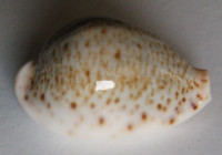 Cypraea turdus, Lamarck, 1810