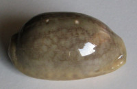 Cypraea  eglantina (Duclos, 1833)