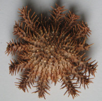 Acanthaster planci   Linnaeus 1758