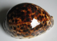 Cypraea tigris schilderiana 1)  C. N. Cate, 1961