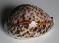 Cypraea tigris, 2) Linnaeus 1758