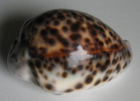 Cypraea tigris, Linnaeus, 1758 FREAK