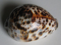 Cypraea tigris, Linnaeus, 1758