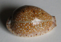 Cypraea ocellata, Linnaeus, 1758