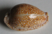Cypraea ocellata, Linnaeus, 1758
