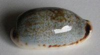 Cypraea cylindrica lenella  Iredale, 1939