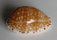 Cypraea gaskoini , Reeve, 1846