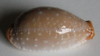Cypraea limacina, Lamarck, 1810