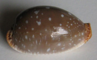 Cypraea limacina, Lamarck, 1810