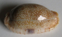 Cypraea erosa 2)  Linnaeus, 1758