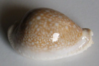 Cypraea miliaris, Gmelin, 1791