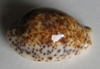 Cypraea lentiginosa, Gray, 1825
