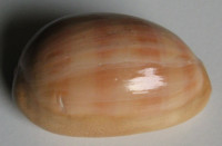 Cypraea leviathan , Schilder & Schilder, 1937