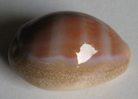 Cypraea propinqua pinguis  Lorenz, 2017