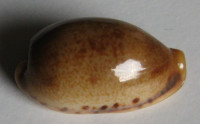  Cypraea caurica elongata f. fuscorostrata   (Bozzetti, 2009)