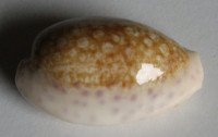 Cypraea chinensis, 1)  (Gmelin, 1791)