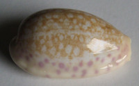 Cypraea chinensis 3) (Gmelin, 1791)