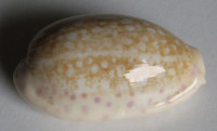 Cypraea chinensis 2)  (Gmelin, 1791)